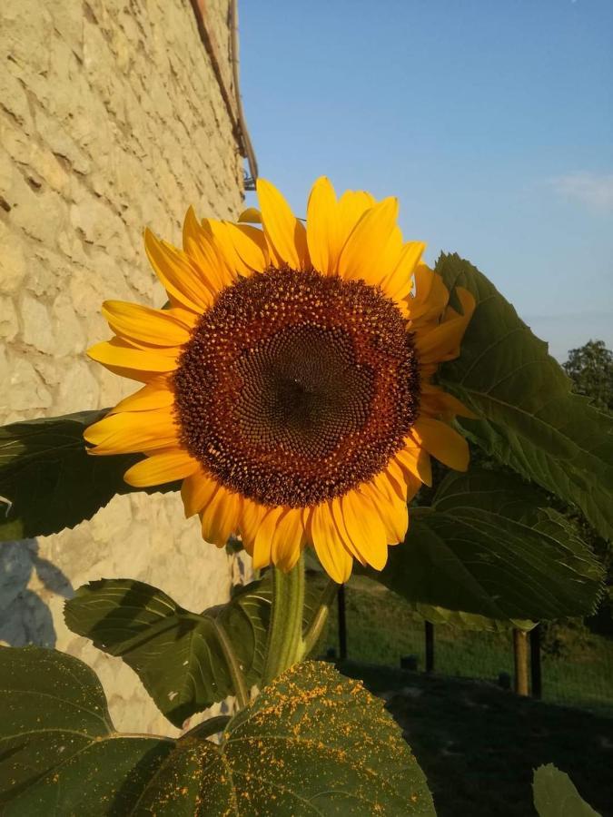 Casale Monte Valestra Bed & Breakfast Bebbio Dış mekan fotoğraf